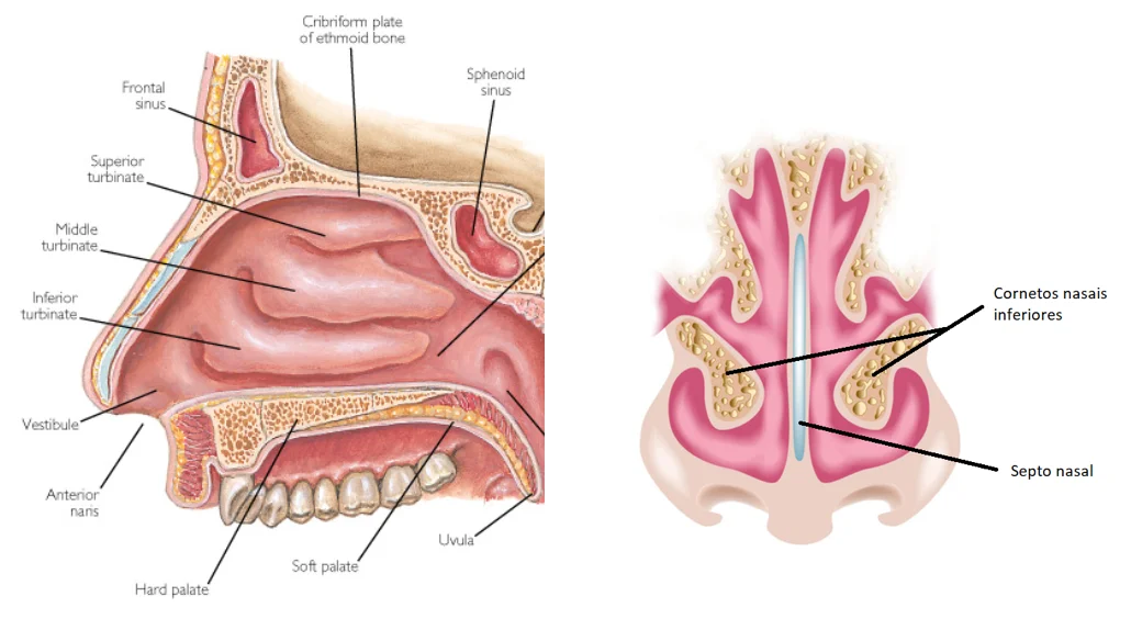 Cirurgia Dos Cornetos Nasais Dra Taíse Bertazzo 2678